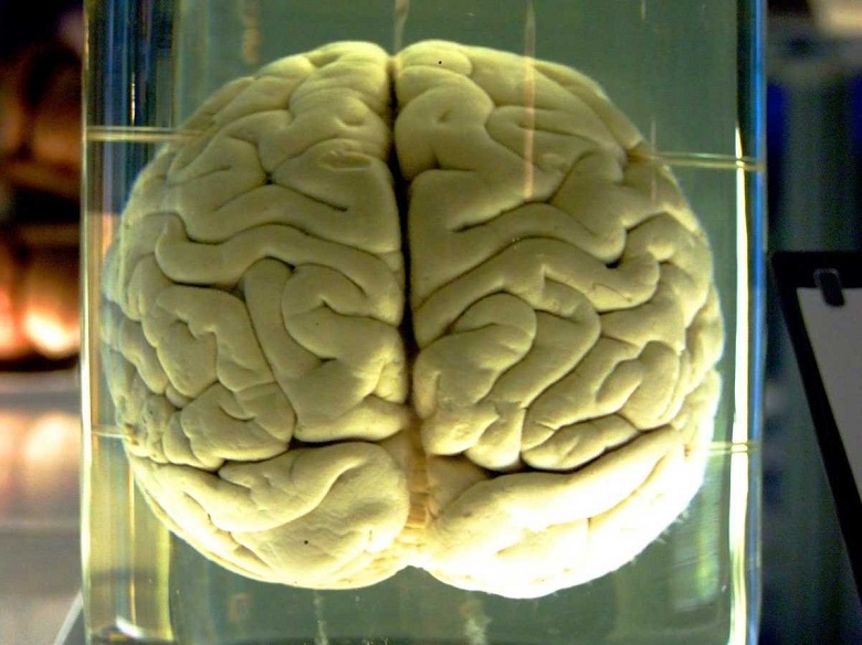 Американские ученые создали на все 100% искусственный мозг