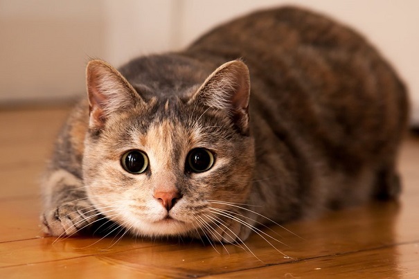 Кошки оказались не глупее собак — Японские ученые
