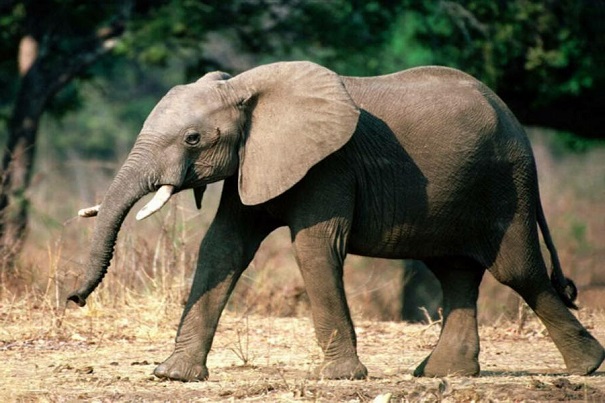 Индийские слоны — самые заботливые животные на Земле