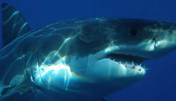 Исследование ДНК акул может привести к открытию лекарства от рака