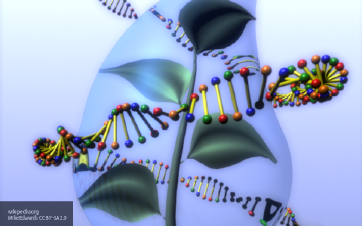 Ученые опровергли миф о вреде ГМО