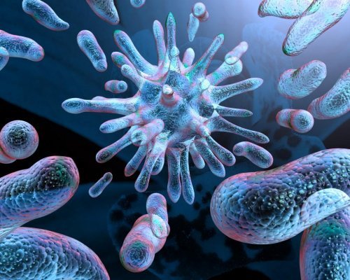 Учёные поведением человека управляют паразиты и бактерии