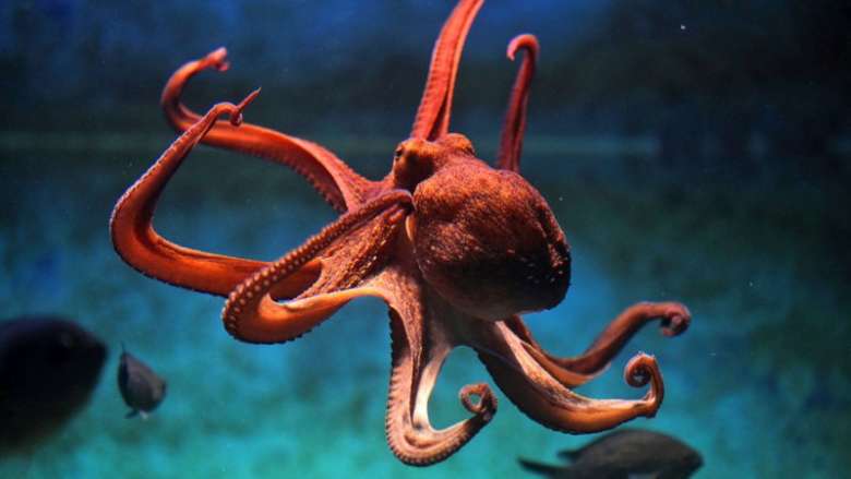 Ученые из США доказали инопланетное происхождение осьминогов