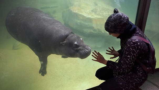 В Московском зоопарке в первый раз за 40 лет появится бегемот