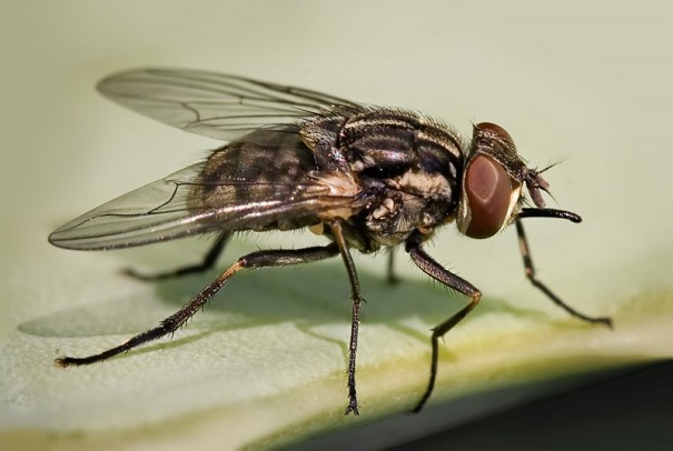 Сибирские учёные вывели космических мух-колонизаторов
