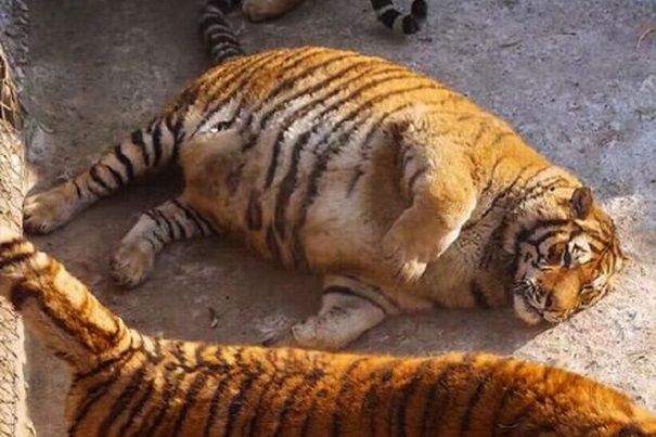 Фотографии потолстевших тигров набирают популярность в глобальной сети