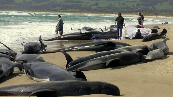 Ученые разгадали тайну выбрасывания китов и дельфинов на берег