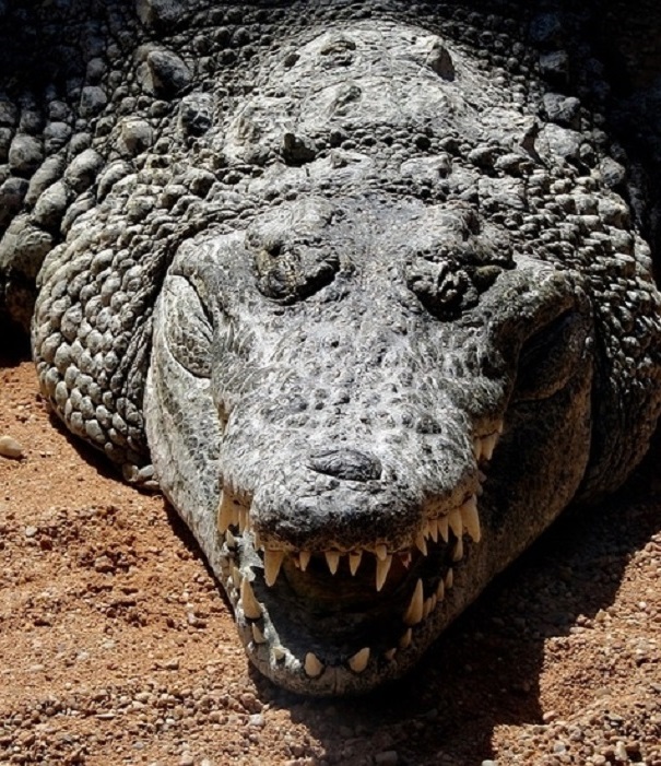 В КНР найдены останки крокодилов возрастом три тысячи лет