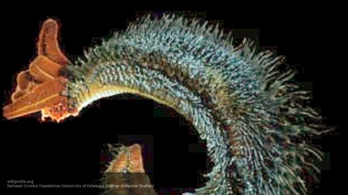 В Канаде обнаружили древнего червя-монстра с огромными зубами