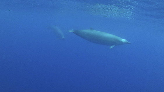 Ученые впервые сняли редчайшего кита