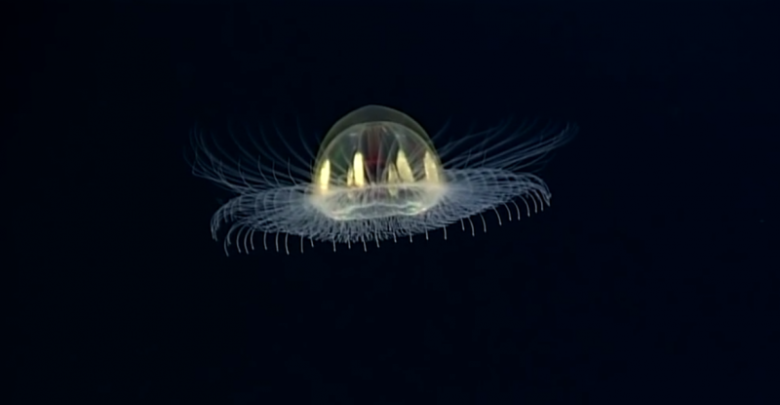 Учёные на дне океана нашли космическую медузу