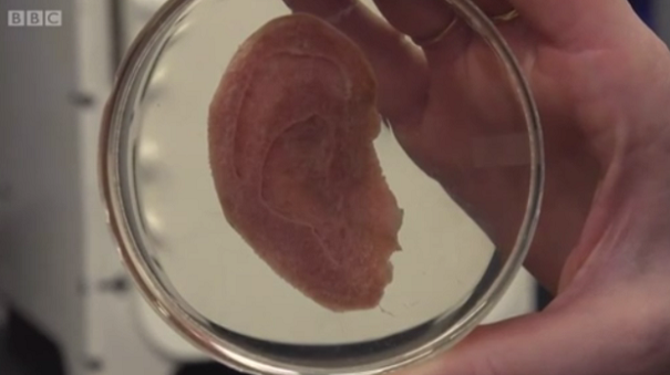 Канадские ученые выращивают из яблок человеческие уши
