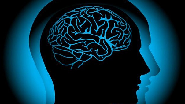 Учёные пояснили, почему человек имеет такой большой мозг