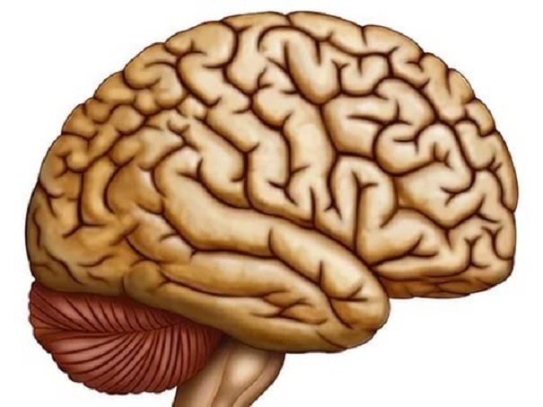 Ученые доказали, что мозг «слышит» скорее ушей