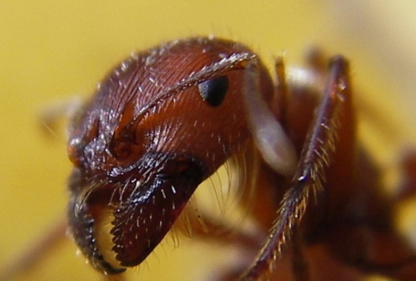 Биологи: В муравейниках найдены жуки-маньяки