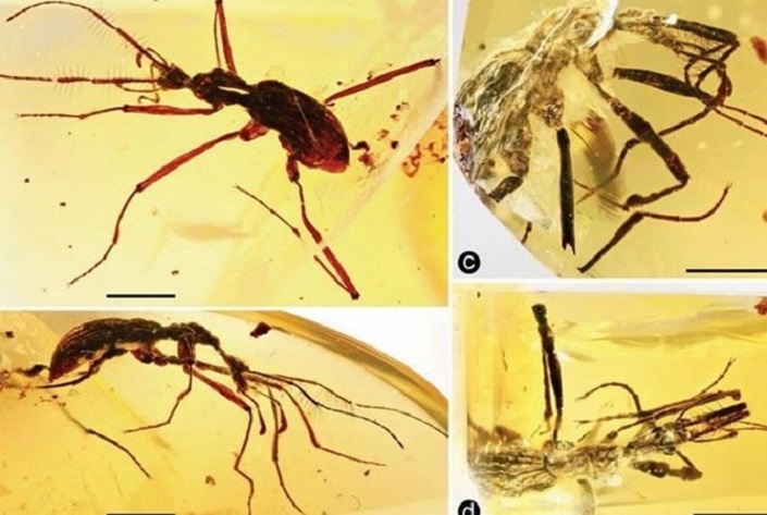 В КНР отыскали янтарь с ископаемым насекомым возрастом 100 млн лет