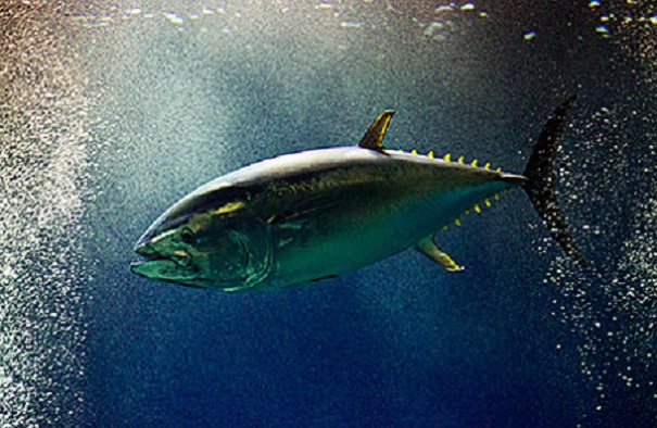 Рыба в Мировом океане исчезнет уже к 2048 г — WWF