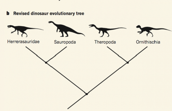 Ученые посоветовали пересмотреть классификацию динозавров
