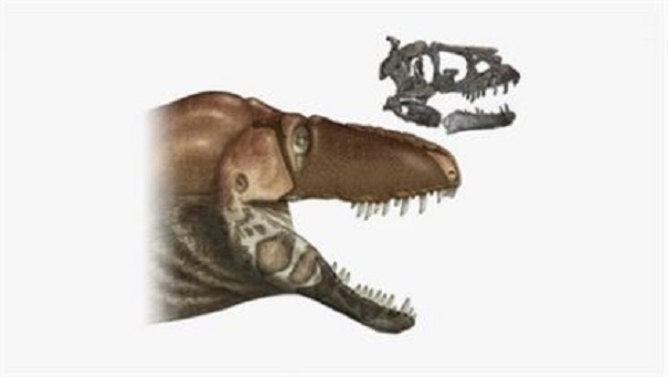Ученые обнаружили у тираннозавров эрогенные зоны