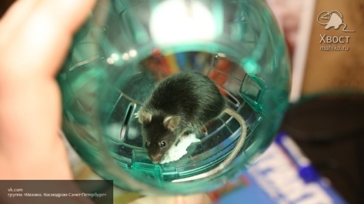 Ученые поразили мир созданием первой мыши из стволовых клеток