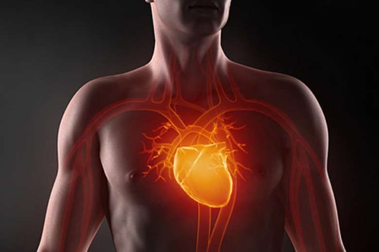 Ученые рассказали почему бьется сердце