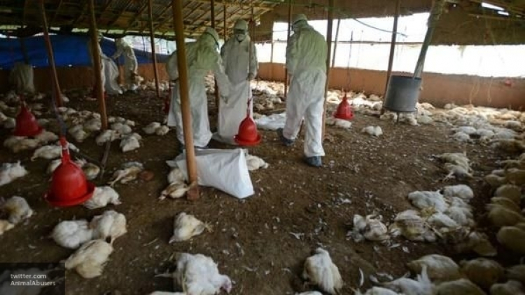 Населённым пунктам Подмосковья угрожает птичий грипп