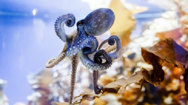 Ученые узнали, что осьминоги редактируют свои гены и эволюционируют