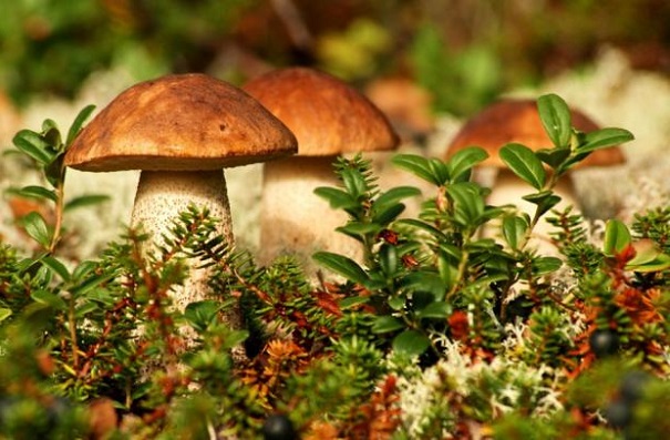 Ученые считают, что грибы являются самыми древними многоклеточными организмами на Земле