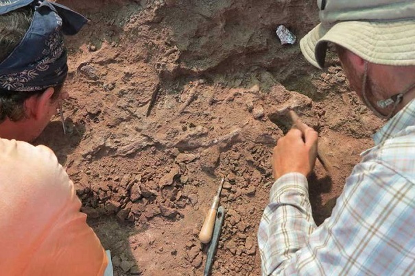 Первые динозавры передвигались на четырех ногах — Ученые