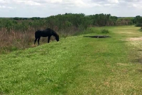 В одном из американских заповедников лошадь напала на аллигатора