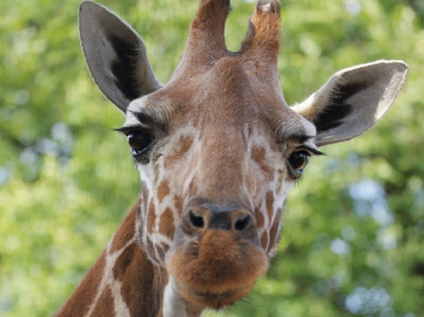 За родами жирафихи Эйприл наблюдали онлайн 1,2 млн человек