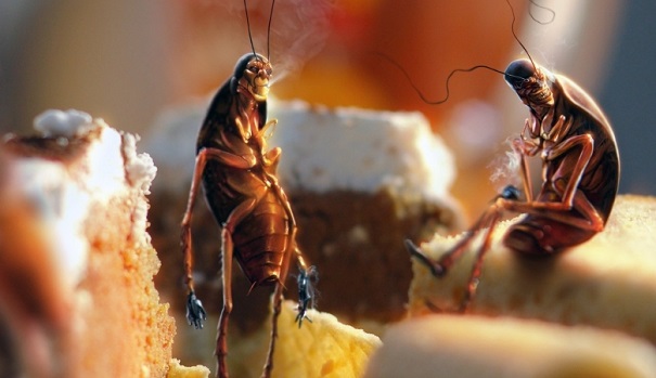 Почему тараканы предпочитают жить в PS 4