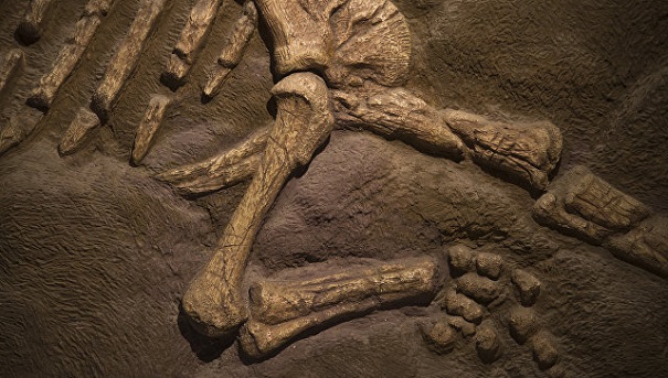 Ученые из Санкт-Петербурга открыли новый род динозавров