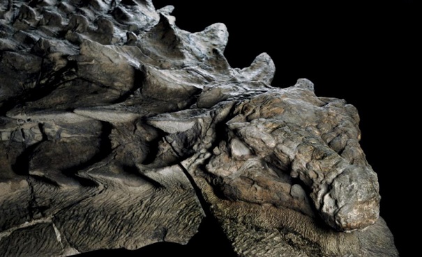 Ученые: Мумия динозавра возрастом 110 млн лет превосходно сохранилась