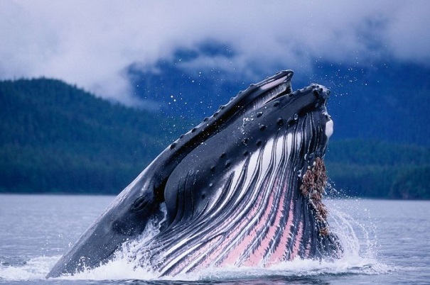 Ученые узнали, как киты стали гигантами