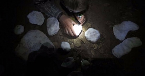 На берегу Волги найден череп неведомой рептилии