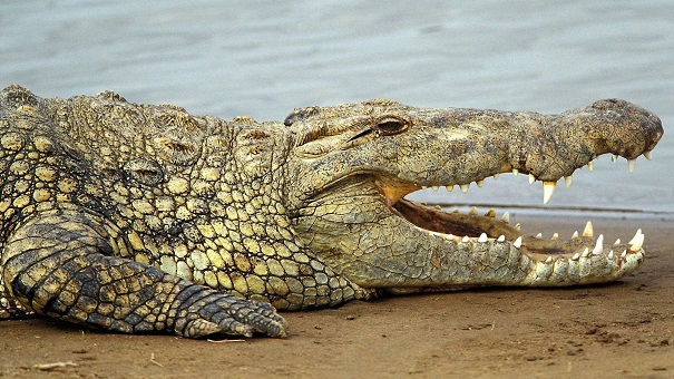 Скелет крокодила, которому боле 140 млн. лет, обнаружили в КНР