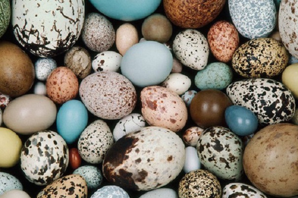 Ученые поняли, от чего зависит форма яйца птиц