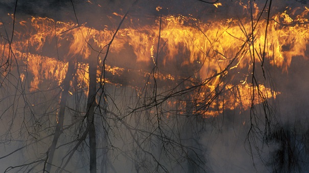 NASA считает сибирские пожары самыми масштабными за 10 тыс. лет