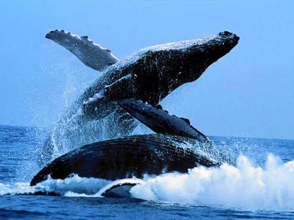 Ученые у Камчатки в первый раз сняли нападение косаток на 12-метрового кита