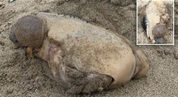 У берегов Калифорнии выловили необычное безглазое существо