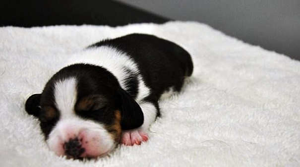 Китайские ученые в первый раз в мире вывели генномодифицированную клонированную собаку