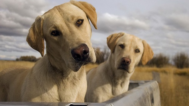 В КНР в первый раз вывели генномодифицированную клонированную собаку