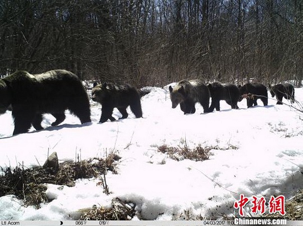 В Приморье фото- и камеры зафиксировали медведицу с рекордным количеством медвежат