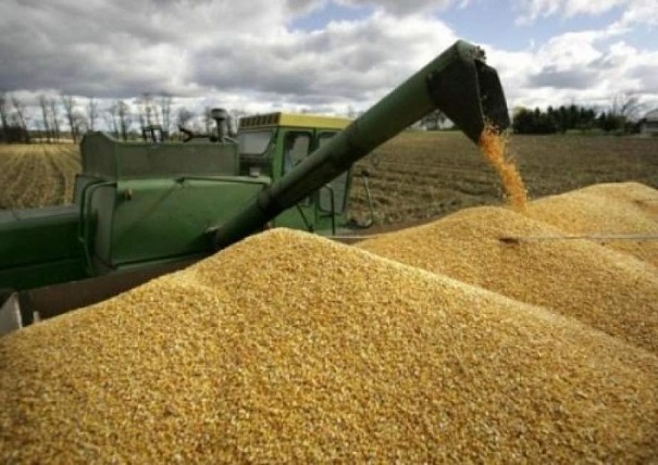 Запасы зерна в Российской Федерации на 12% превышают прошлогодние