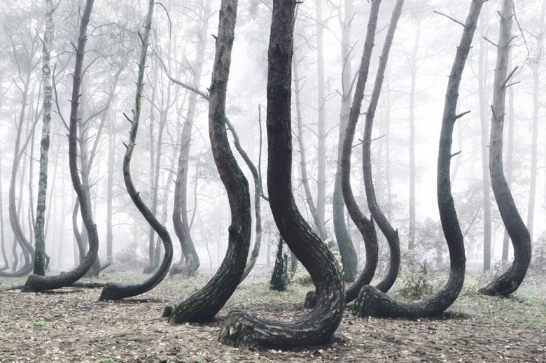 Кривой лес в Польше – аномальная зона
