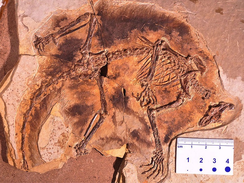Ученые обнаружили млекопитающих юрского периода