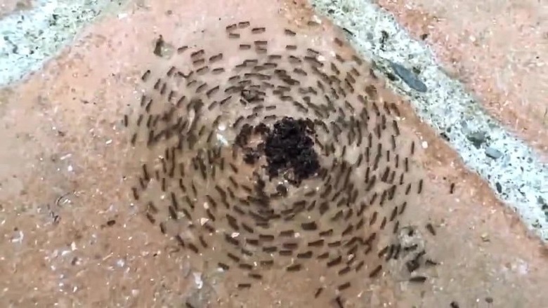 Что означают муравьиные круги?