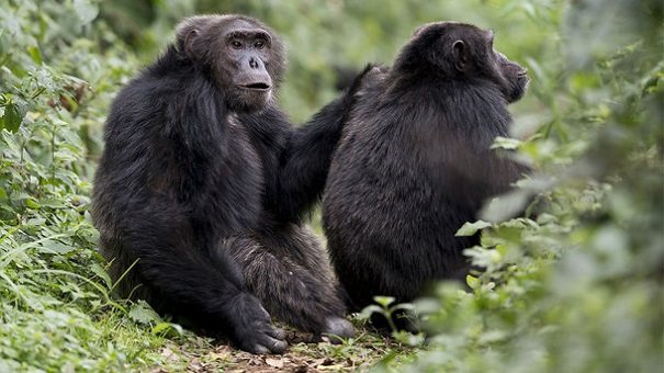 Пестициды – причина появления в Африке обезьян-мутантов?