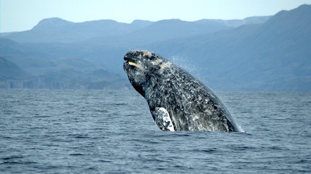 Предки усатых китов были хищниками